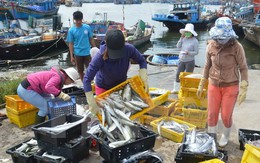 Hải sản Việt Nam nỗ lực trở lại “thẻ xanh” ở thị trường EU
