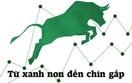 Cổ phiếu ngân hàng: Từ xanh non đến chín gấp