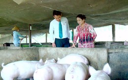 Hai ngân hàng đầu tiên vào cuộc giải cứu ngành chăn nuôi lợn