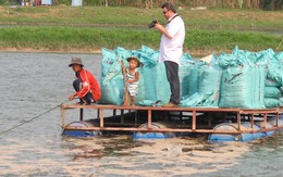 Ngay đầu năm, giá cá tra đã tăng vọt lên 23.500 đồng/kg