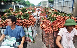 Bắc Giang: Người dân bán được giá, hơn 6.000 tấn vải được xuất sang Trung Quốc