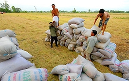 Việt Nam cứ say sưa xuất khẩu gạo số 1, 2 để làm gì?