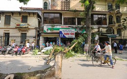 Hà Nội: Cây xanh bất ngờ gãy đổ giữa đường, nhiều người thoát chết