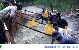 Nuôi cá tra công nghiệp thu lãi tiền tỷ ở Tiền Giang