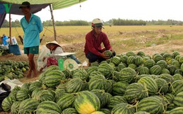 Dưa hấu rớt giá - Nông dân lãnh đủ vì thương lái bẻ kèo