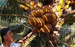 Nhà vườn ĐBSCL thu hàng trăm triệu đồng nhờ dừa Xiêm sốt giá