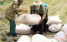 ĐBSCL: Lúa Đông Xuân trúng giá, nông dân chịu thiệt chứ không bội tín