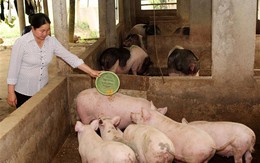 Ngành ngân hàng vào cuộc "giải cứu" ngành chăn nuôi lợn