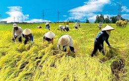 Phát triển doanh nghiệp nông nghiệp được lợi gì?