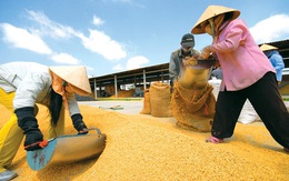 Trung Quốc tăng thuế nhập khẩu gạo nếp