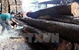 Các hiệp hội Việt Nam chính thức nói "không" với gỗ bất hợp pháp
