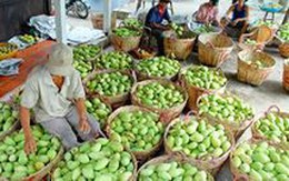Xuất khẩu rau quả sang Trung Quốc chiếm 75,6%