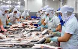 Thị trường cá tra giống "hạ nhiệt" trong khi giá tôm lại tăng