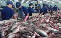 Tìm giải pháp gỡ khó cho cá tra xuất khẩu sang Mỹ