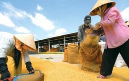 “Xuất khẩu giá thấp, nhập khẩu giá cao”, đau đầu câu chuyện hạt gạo Việt Nam