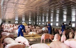 Gần Tết Mậu Tuất 2018: Thương lái ép giá nông dân vì nguy cơ thừa lợn