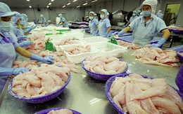 Ai Cập là thị trường xuất khẩu tiềm năng của cá tra Việt Nam