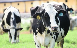 Đến hẹn lại lên, Hoa Hậu Bò Sữa 2018 đang chuẩn bị vào hội