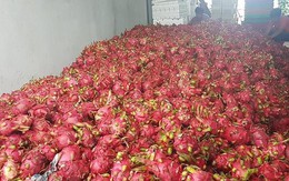 'Tôi đang mua thanh long xuất khẩu 120.000 đồng/kg'