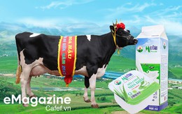 Hoa hậu Bò sữa Mộc Châu – 15 năm vinh danh những người làm Nghề chăn nuôi bò sữa