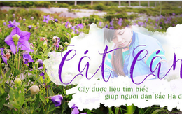 Cát cánh – cây dược liệu tím biếc giúp người dân Bắc Hà đổi đời