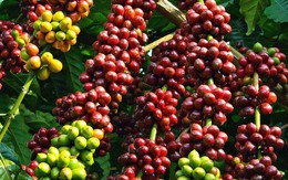 Xuất khẩu cà phê sang các thị trường lớn tăng mạnh