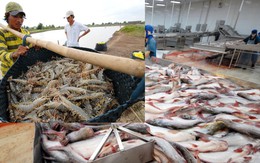 Bộ Nông nghiệp: Đẩy mạnh sản xuất cá tra, tôm vào cuối 2018 để nắm bắt cơ hội