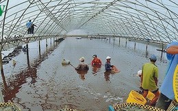 Giá tôm tăng, Việt Nam đẩy mạnh nuôi tôm có kiểm soát