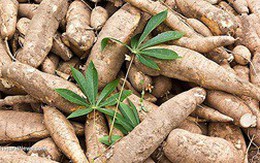 CTCP Chế biến Nông sản Hồng Hà Sơn La  (HSL): 9 tháng lãi 22,3 tỷ đồng, kỳ vọng đột phá vào thị trường sắn cuối năm 2018