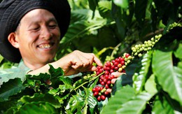 Cà phê pha phin nguyên chất: “Át chủ bài” mới trong cuộc chiến giành thị phần