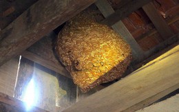 Một gia đình sống chung với hàng nghìn con ong vò vẽ kịch độc trong phòng ngủ