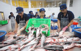 Xuất khẩu cá tra sang các thị trường lớn đều tăng mạnh