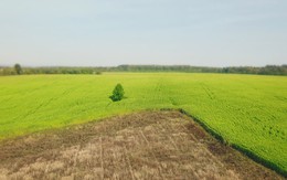 Ngỡ mãi mênh mông cỏ dại, hàng chục ngàn héc ta đồng hoang hồi sinh với hành trình khắc tên TH
