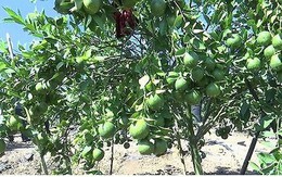 Trồng cây ăn quả trên đất dốc tại Sơn La cho hiệu quả kinh tế cao