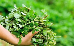 5 loại rau dân dã ở Việt Nam thành “thần dược” đắt giá trên thế giới