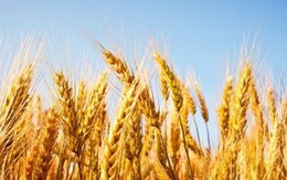 Đau đầu xử lý lúa mì nhập khẩu chứa cỏ nguy hại Cirsium