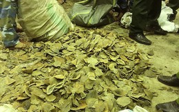 Hải quan Đà Nẵng bắt giữ khoảng 6 tấn vảy tê tê và 2 tấn ngà voi buôn lậu
