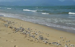 Cá chết dạt trắng bờ biển Đà Nẵng