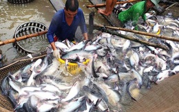 Navico (ANV): Giá cá tra giảm mạnh, giá trị xuất khẩu tháng 10 gần như đi ngang với 16 triệu USD