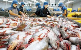 Xuất khẩu cá tra sang Brazil giảm mạnh