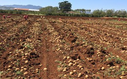 PepsiCo và mô hình nông nghiệp bền vững tại Việt Nam