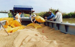 Bộ Công thương mời 22 doanh nghiệp Trung Quốc mua gạo Việt Nam