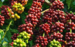 Việt Nam là nhà cung cấp cà phê lớn nhất của Ấn Độ