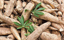 Kết quả kinh doanh vượt bậc, HSL thông báo tạm ứng cổ tức đợt 1 năm 2018 với tỷ lệ 6%