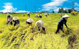 Nông nghiệp Việt Nam học được gì từ Trung Quốc ?