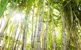 SBT chi trả cổ tức 8% bằng tiền mặt Niên độ tài chính 2017 - 2018