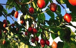 Ào ạt trồng cà chua lạ “giá triệu đồng/kg", nông dân “lĩnh đủ”