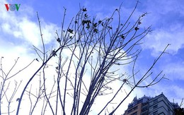 Hàng cây phong ở Hà Nội trơ cành, khô héo ngay đầu mùa đông