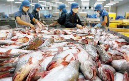 Xuất khẩu cá tra sang Mỹ tăng mạnh, trở lại là thị trường xuất khẩu cá tra số 1 của Việt Nam