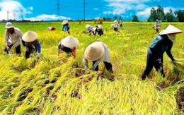 Lộc Trời (LTG) bắt tay đối tác Dubai mở rộng hơn 10.000 ha canh tác lúa gạo